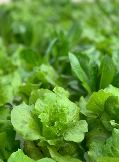 신선한 양상추가 자라고 있는 농장의 근접 이미지로, 친환경 원재료 재배를 강조함.